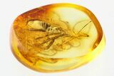 Fossil True Bug (Heteroptera) In Baltic Amber #307893-1